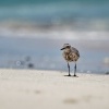 Kulik bledy - Pluvialis squatarola - Grey Plover o9171